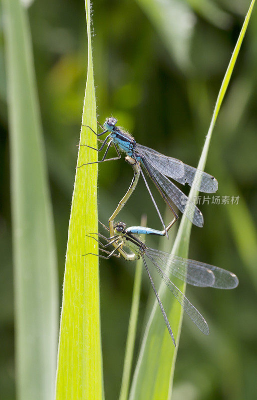 普通蓝尾豆娘(Ischnura elegans)在Copula